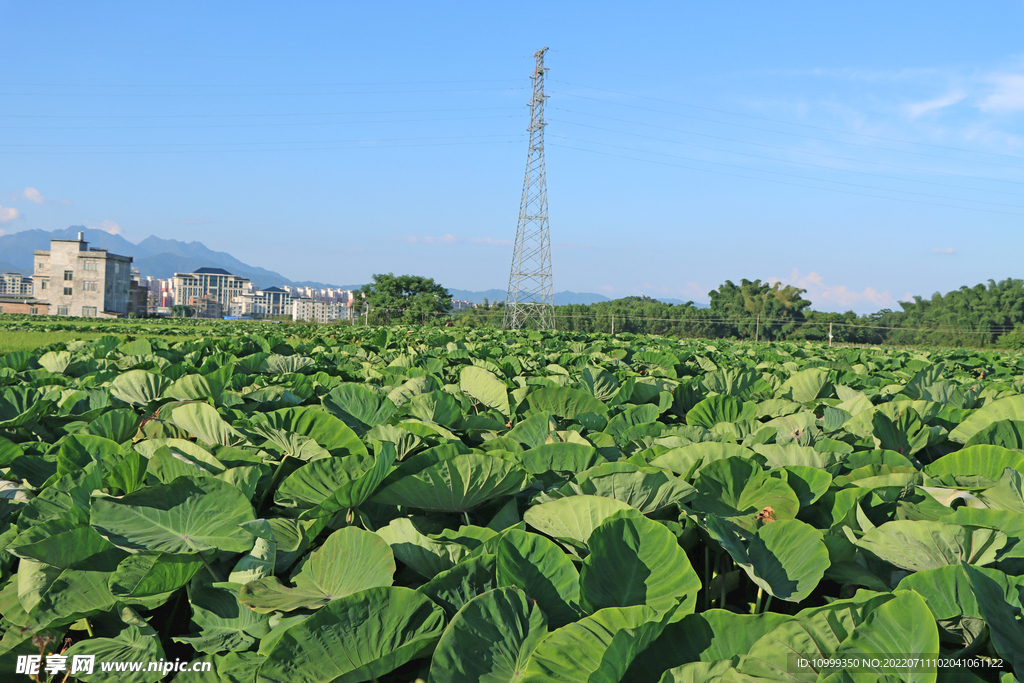 槟榔芋头