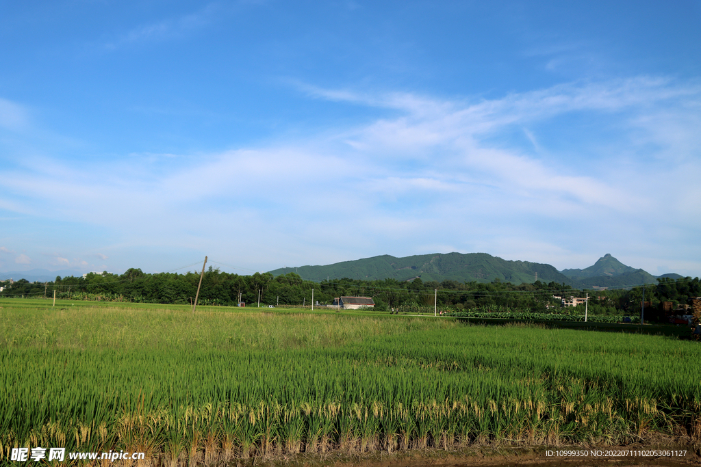 芋头种植