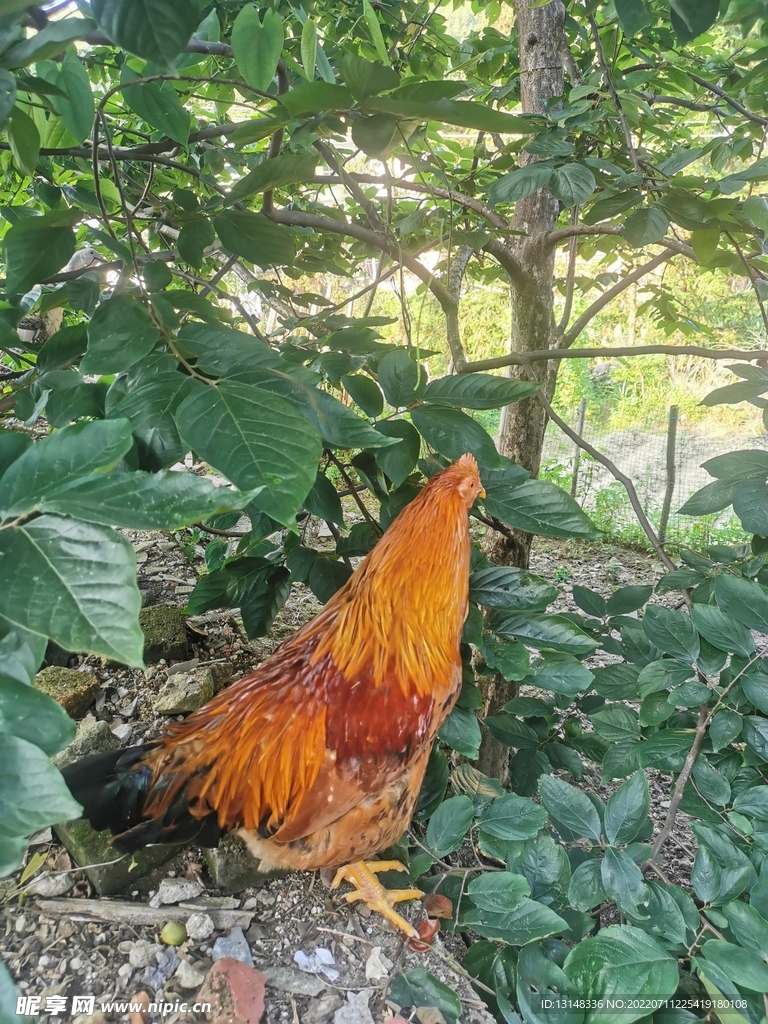 公鸡