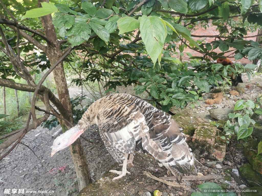 火鸡