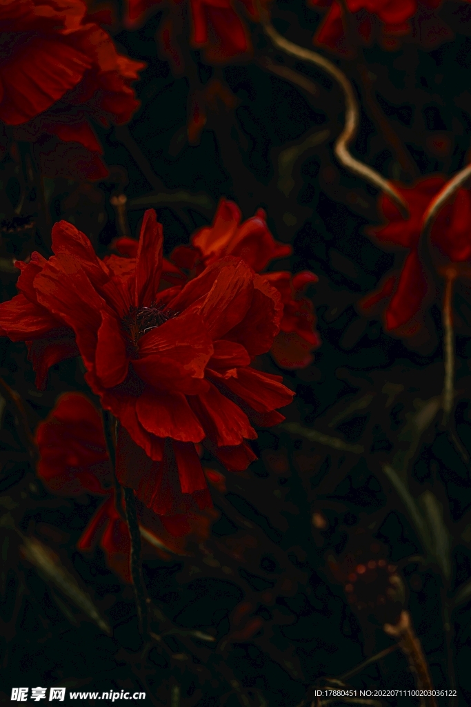 花卉
