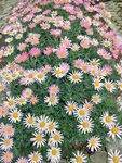 雏菊