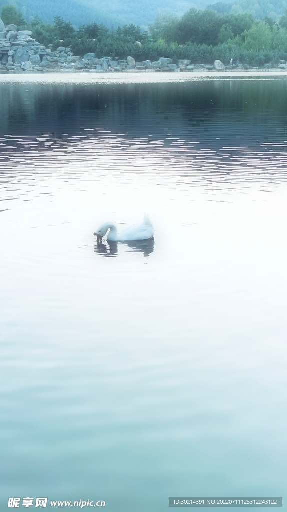 大鹅