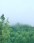 雨中山林