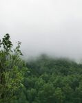 山林