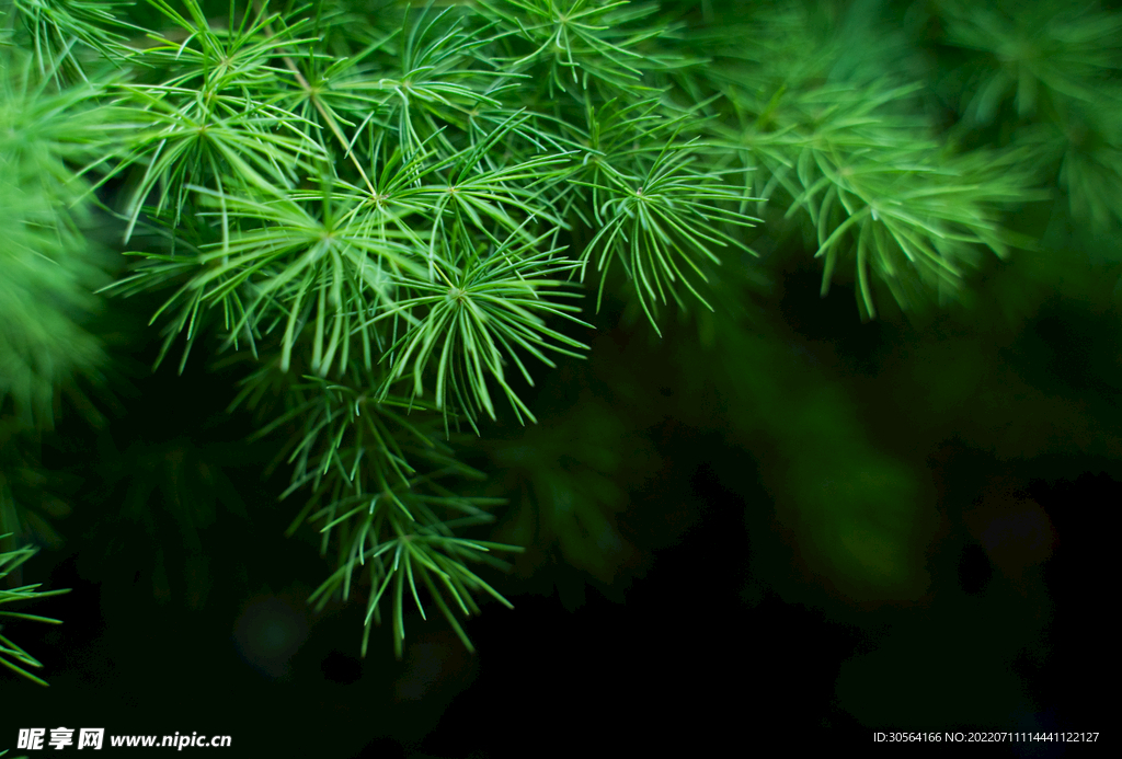 户外绿色植物