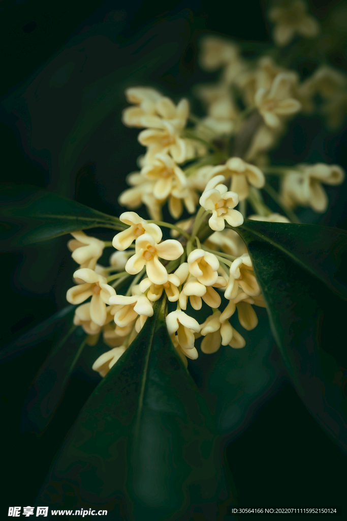 户外桂花自然景观