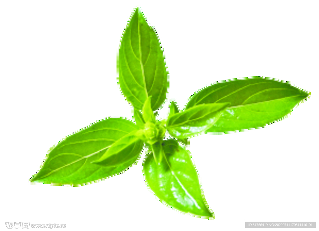 香草