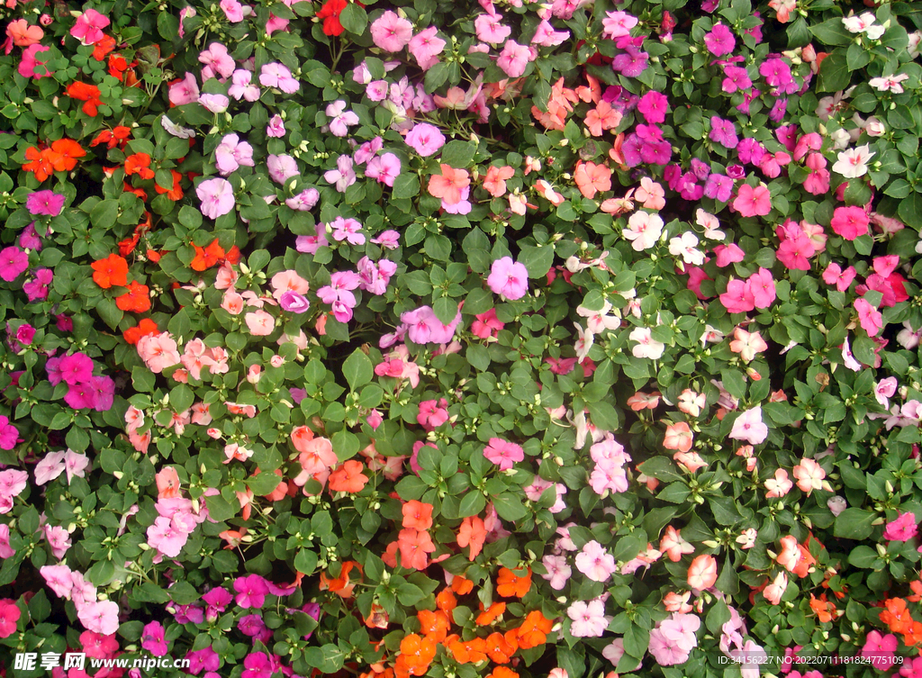 鲜花贴图
