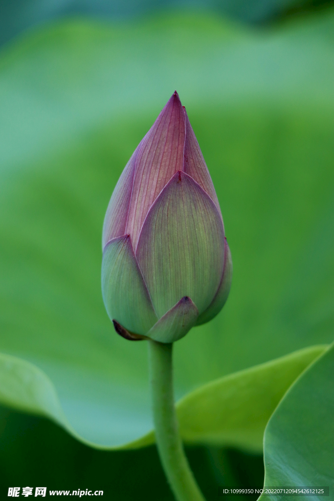 荷花花苞花蕾