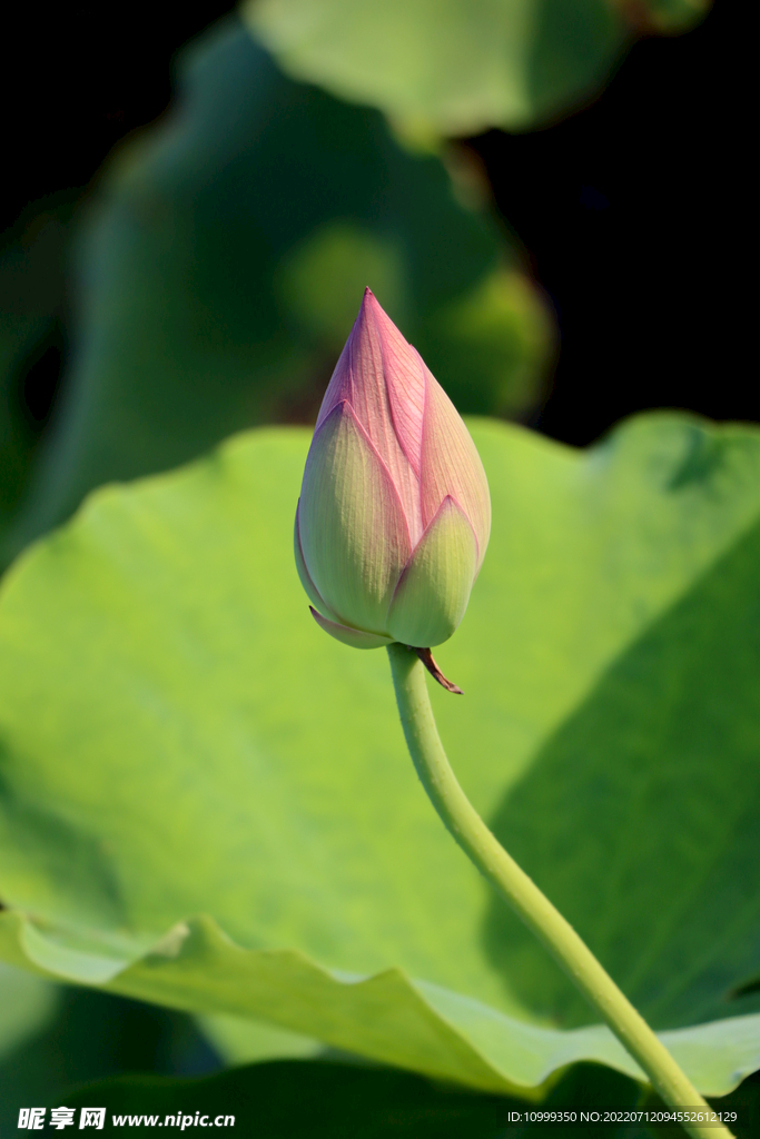 荷花花苞花蕾