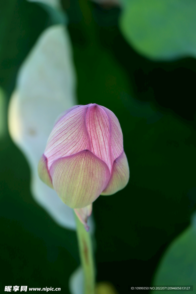 荷花花苞花蕾