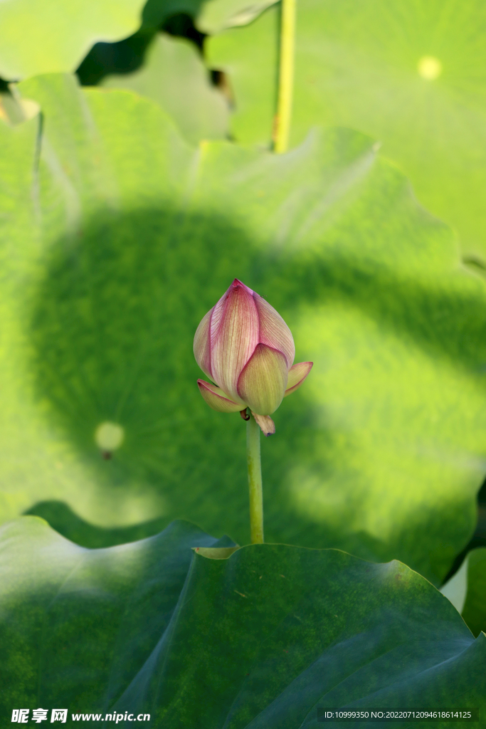 荷花花苞花蕾