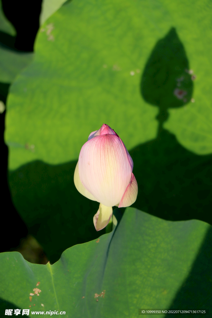 荷花花苞花蕾