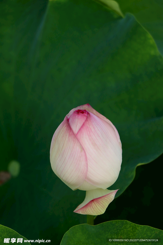 荷花花苞花蕾