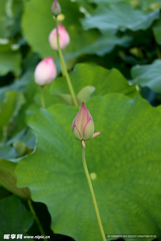 荷花花苞花蕾