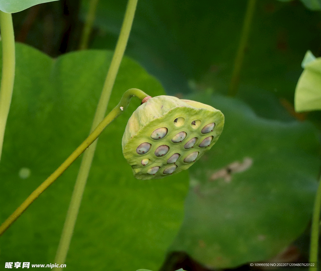 莲蓬莲子