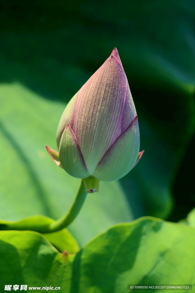 荷花花苞