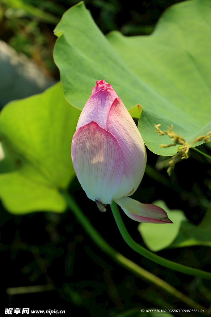 荷花花苞