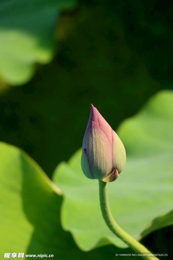 荷花花苞