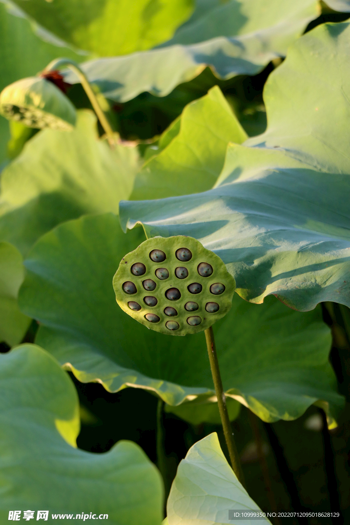 莲蓬莲子