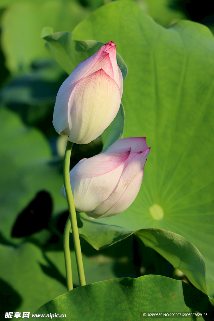 两个荷花花苞花蕾