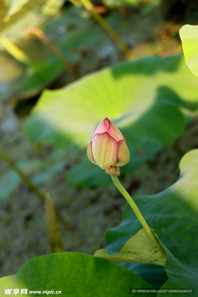 荷花花苞花蕾