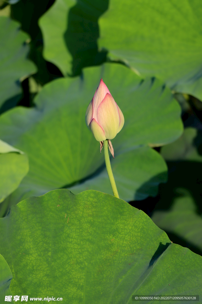 荷花花苞花蕾