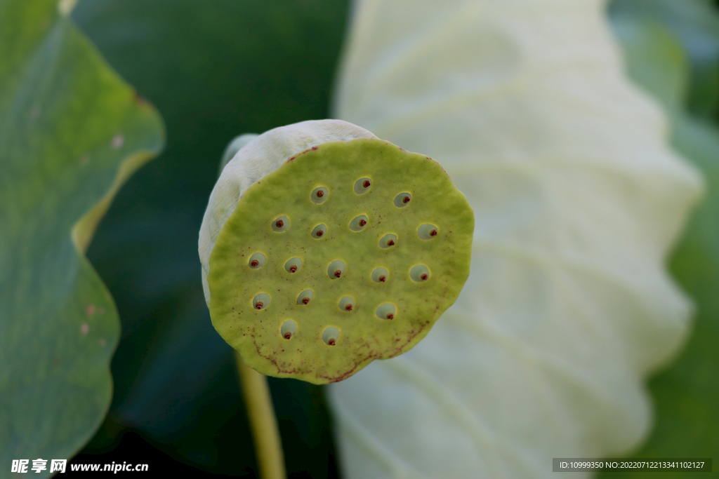 莲蓬莲子