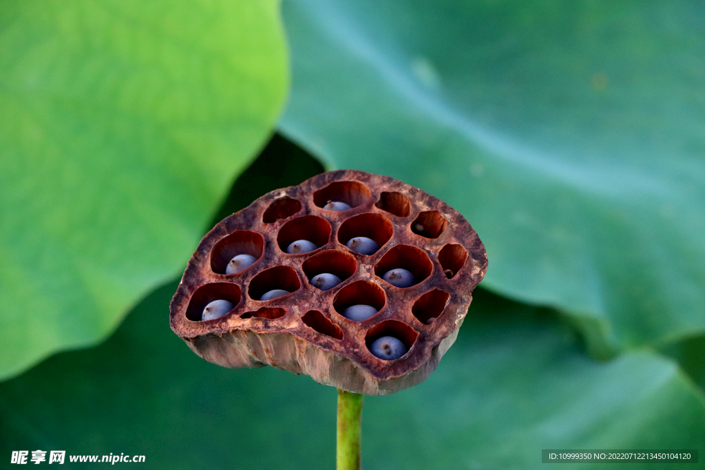 莲蓬莲子
