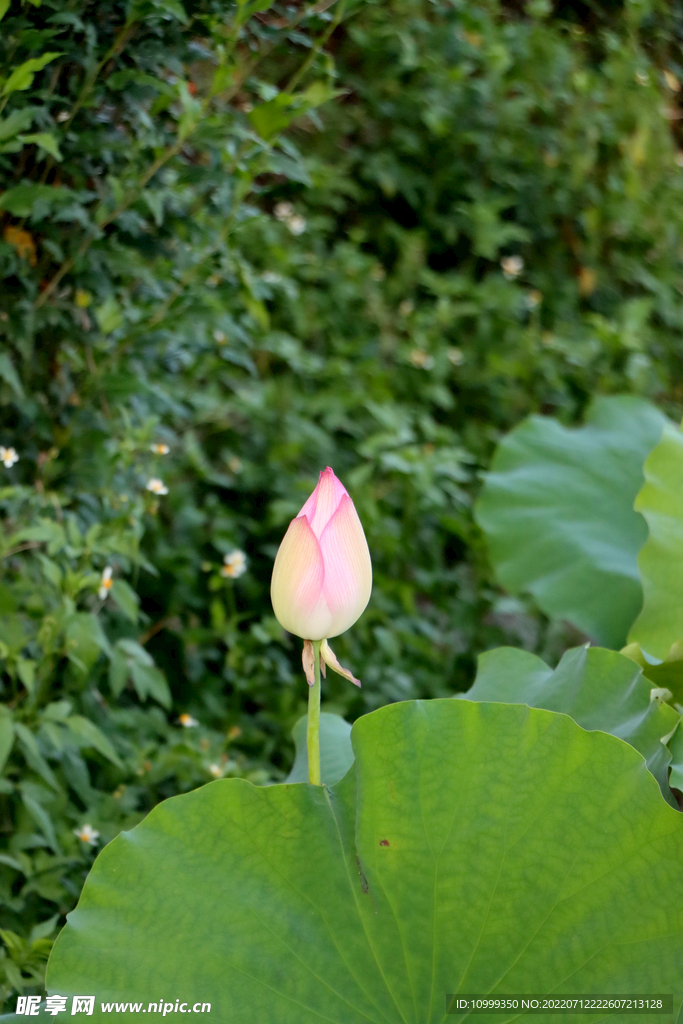 荷花花苞