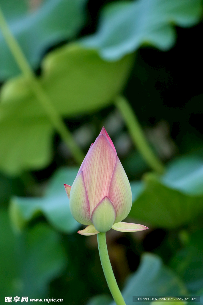荷花花苞