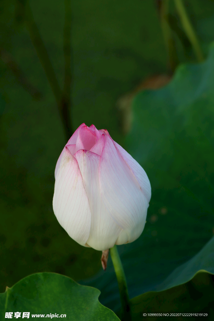 荷花花苞