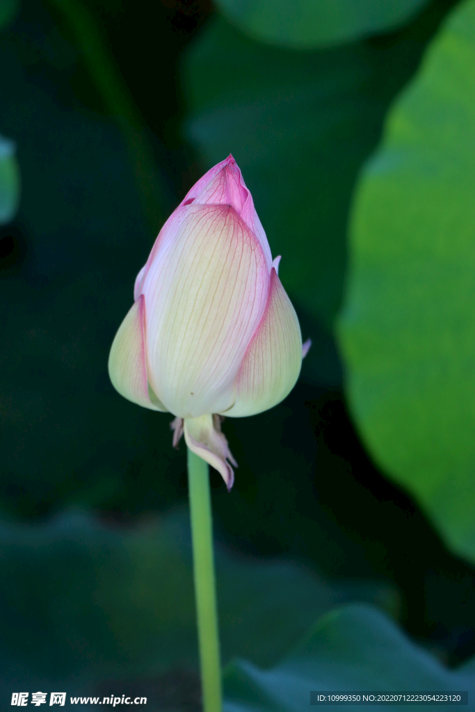 荷花花苞