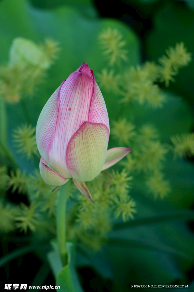 荷花花苞