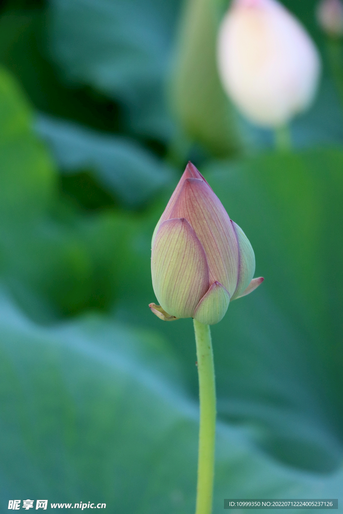 荷花花苞