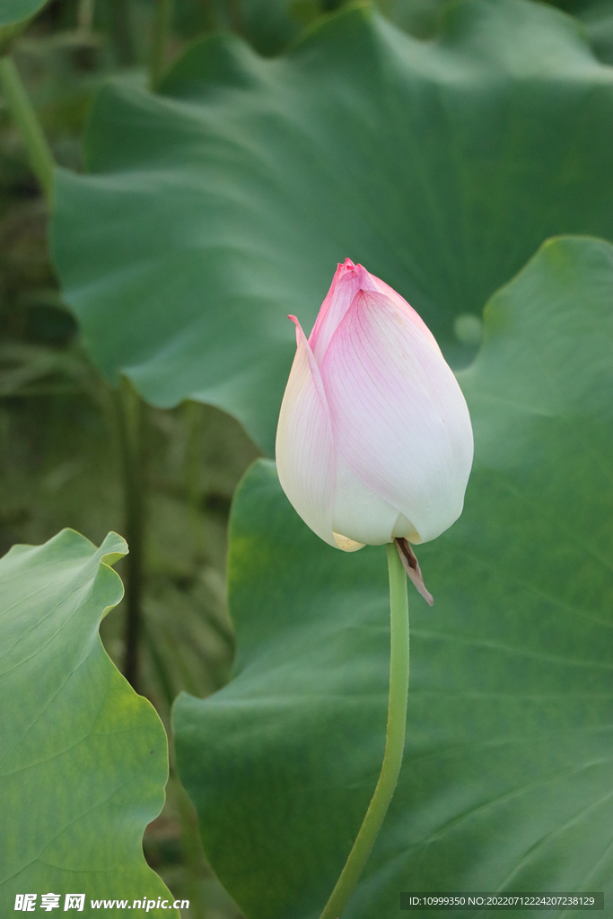 荷花花苞