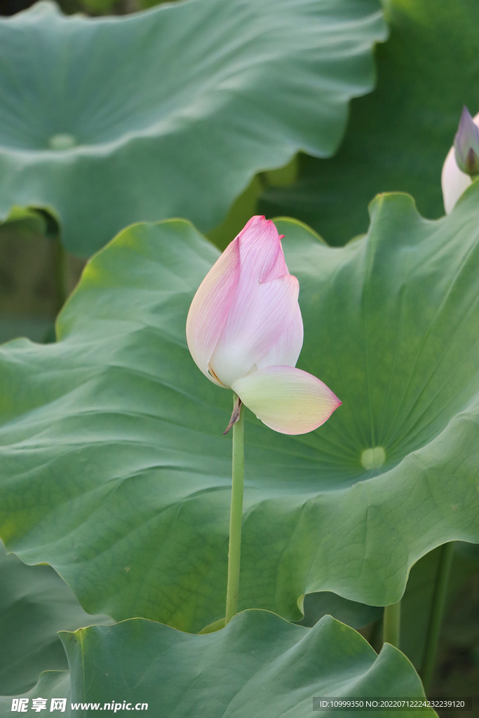 荷花花苞