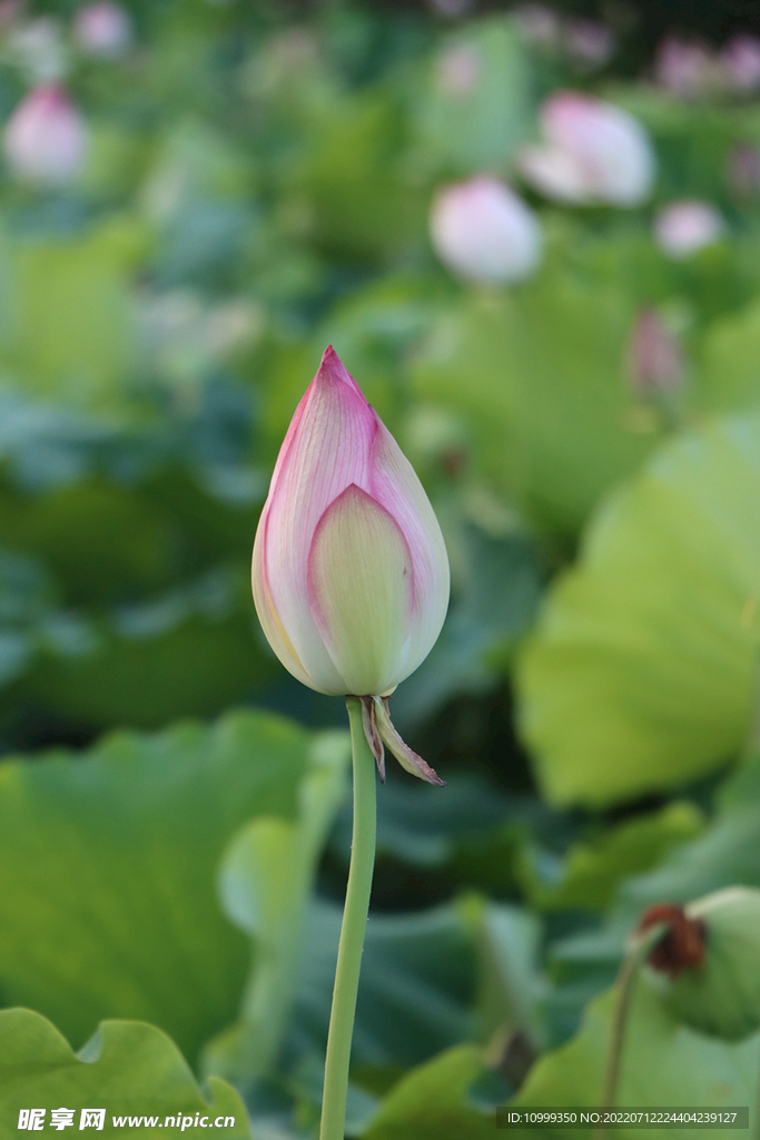荷花花苞