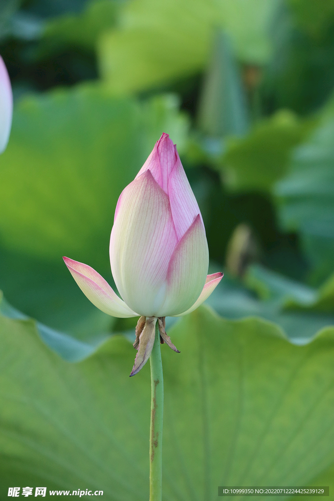 荷花花苞