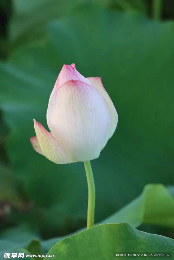 荷花花苞