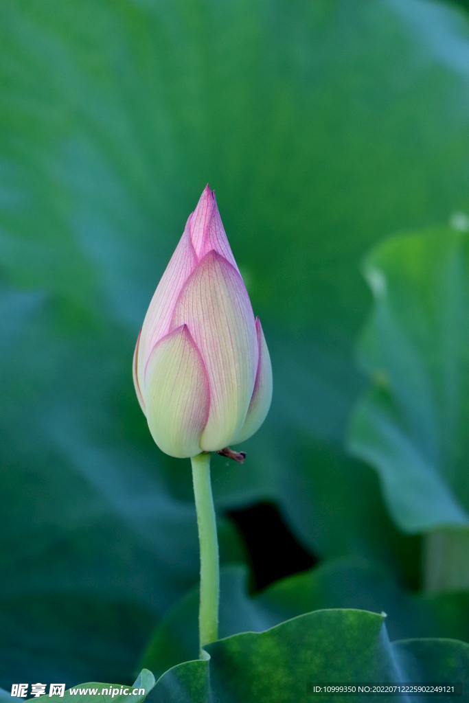 荷花花苞