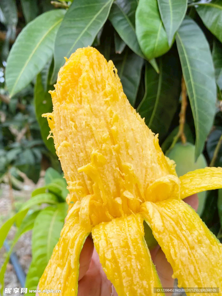 芒果