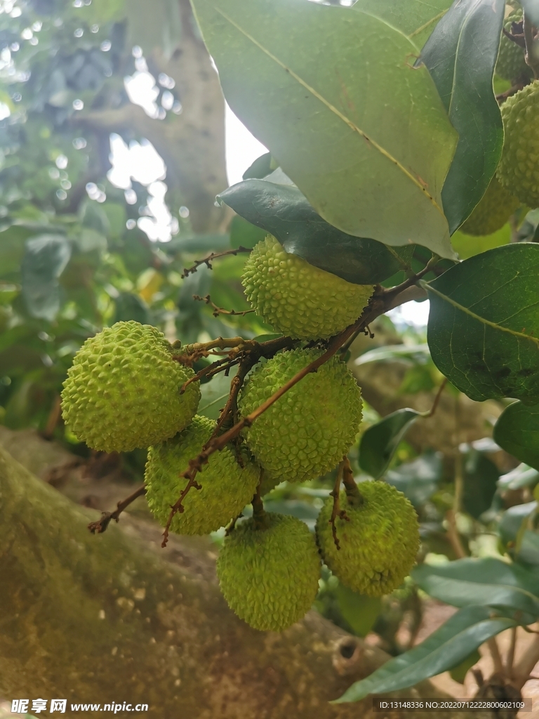 荔枝