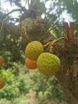 荔枝