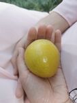 奈李