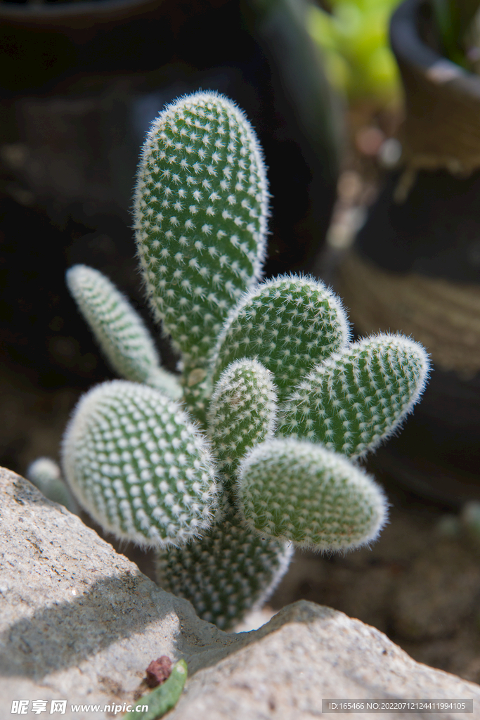 仙人掌 植物 可爱