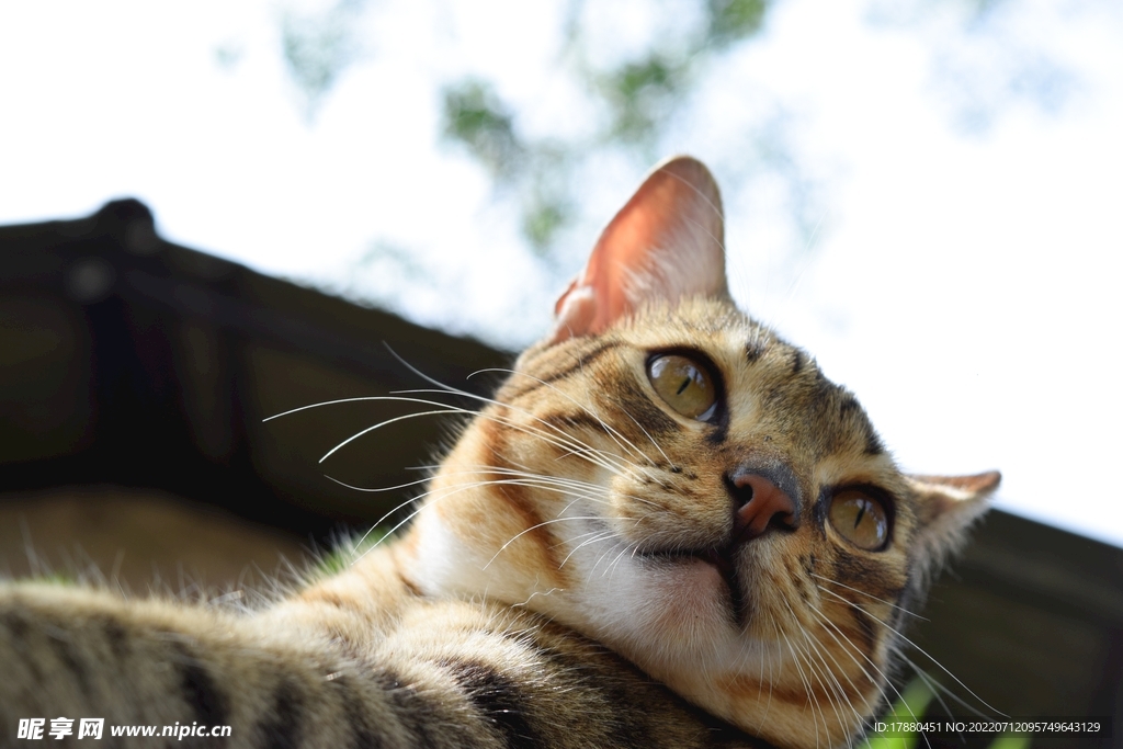 猫