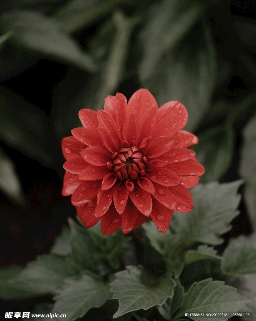 花卉