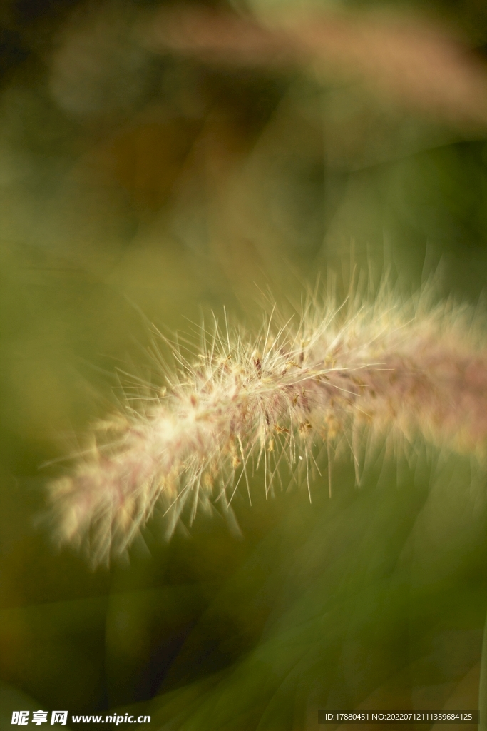 野草